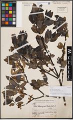 Foto von Salix delavayana Hand.-Mazz.